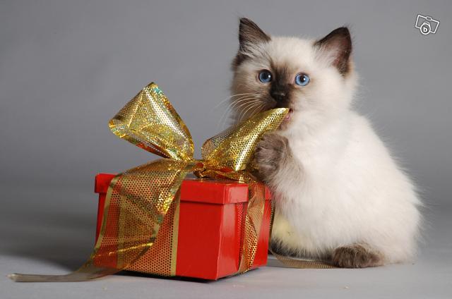 Gifts