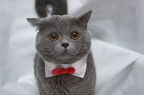 For Your Cat