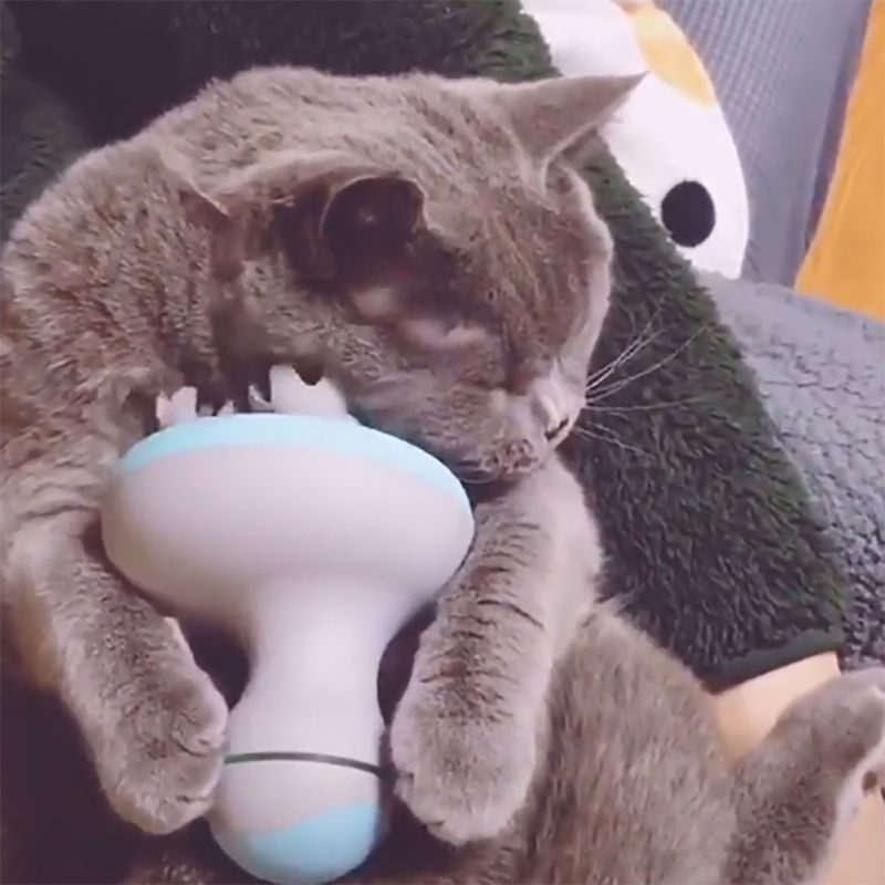 Cat Massager